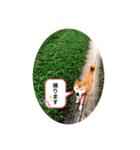 渋い柴女たち（個別スタンプ：21）