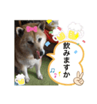 渋い柴女たち（個別スタンプ：22）