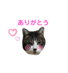 我が家のにゃんこスタンプ2（個別スタンプ：2）