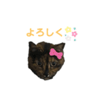 我が家のにゃんこスタンプ2（個別スタンプ：4）