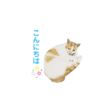 我が家のにゃんこスタンプ2（個別スタンプ：7）