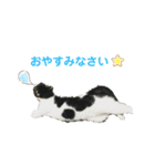 我が家のにゃんこスタンプ2（個別スタンプ：12）