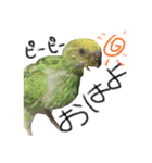 インコのもえたろ（個別スタンプ：1）