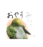 インコのもえたろ（個別スタンプ：3）