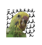 インコのもえたろ（個別スタンプ：8）