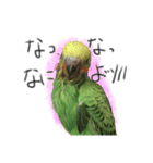 インコのもえたろ（個別スタンプ：10）