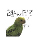 インコのもえたろ（個別スタンプ：12）