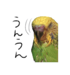 インコのもえたろ（個別スタンプ：13）