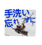 いつも近くに♪エゾモモンガ（個別スタンプ：1）