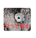 いつも近くに♪エゾモモンガ（個別スタンプ：2）