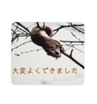 いつも近くに♪エゾモモンガ（個別スタンプ：3）