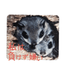いつも近くに♪エゾモモンガ（個別スタンプ：4）