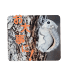 いつも近くに♪エゾモモンガ（個別スタンプ：5）