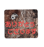いつも近くに♪エゾモモンガ（個別スタンプ：7）