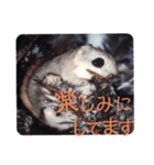 いつも近くに♪エゾモモンガ（個別スタンプ：8）