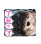 いつも近くに♪エゾモモンガ（個別スタンプ：13）