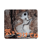 いつも近くに♪エゾモモンガ（個別スタンプ：14）