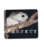 いつも近くに♪エゾモモンガ（個別スタンプ：15）