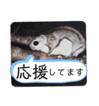 いつも近くに♪エゾモモンガ（個別スタンプ：16）