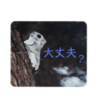 いつも近くに♪エゾモモンガ（個別スタンプ：17）