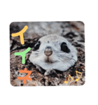 いつも近くに♪エゾモモンガ（個別スタンプ：18）