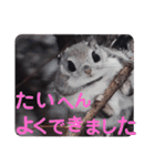 いつも近くに♪エゾモモンガ（個別スタンプ：20）