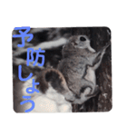 いつも近くに♪エゾモモンガ（個別スタンプ：21）