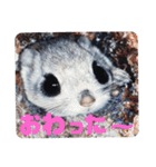 いつも近くに♪エゾモモンガ（個別スタンプ：23）