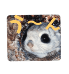 いつも近くに♪エゾモモンガ（個別スタンプ：24）