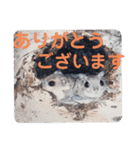 いつも近くに♪エゾモモンガ（個別スタンプ：25）