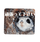 いつも近くに♪エゾモモンガ（個別スタンプ：29）