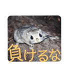 いつも近くに♪エゾモモンガ（個別スタンプ：30）