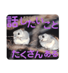 いつも近くに♪エゾモモンガ（個別スタンプ：31）