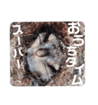いつも近くに♪エゾモモンガ（個別スタンプ：32）