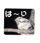 いつも近くに♪エゾモモンガ（個別スタンプ：33）