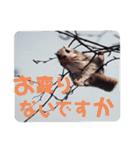 いつも近くに♪エゾモモンガ（個別スタンプ：34）