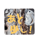 いつも近くに♪エゾモモンガ（個別スタンプ：35）