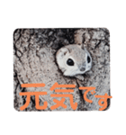 いつも近くに♪エゾモモンガ（個別スタンプ：37）