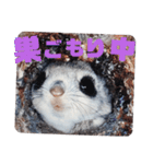 いつも近くに♪エゾモモンガ（個別スタンプ：38）
