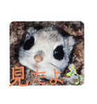 いつも近くに♪エゾモモンガ（個別スタンプ：39）
