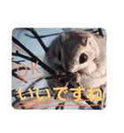いつも近くに♪エゾモモンガ（個別スタンプ：40）