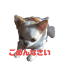 ベロだしチワワのれおちゃん（個別スタンプ：5）