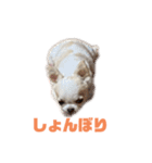ベロだしチワワのれおちゃん（個別スタンプ：8）