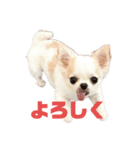 ベロだしチワワのれおちゃん（個別スタンプ：9）