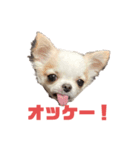 ベロだしチワワのれおちゃん（個別スタンプ：11）