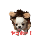 ベロだしチワワのれおちゃん（個別スタンプ：15）