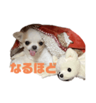 ベロだしチワワのれおちゃん（個別スタンプ：16）
