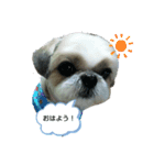 シー・ズー ハチ 2（個別スタンプ：2）