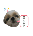 シー・ズー ハチ 2（個別スタンプ：8）