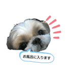 シー・ズー ハチ 2（個別スタンプ：9）